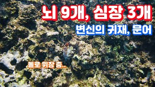 뇌 9개를 가진 변신의 귀재, 문어 [ 생물편 ]