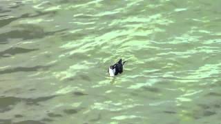 A Razorbill feeds happily in Florida