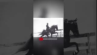 Gait & Glory: The Cautionary Tale of the Tennessee Walking Horse