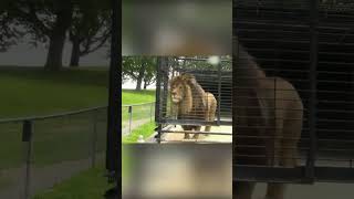 Watch this Lion's Revenge ❤️😂