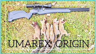 Squirrel Hunting- Umarex Origin .22