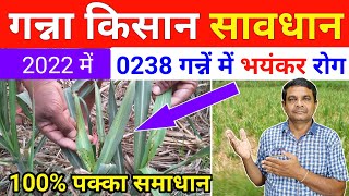 गन्ना किसान सावधान | Ganna 0238 | Sugarcane Farming