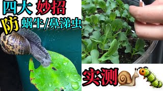 【種植】小菜园保卫战#如何防止蜗牛，鼻涕虫吃蔬菜. How to protect vegetables from snails and slugs