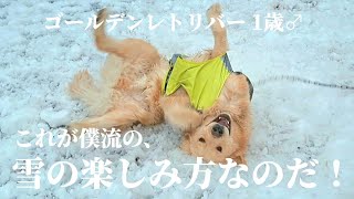 ゴールデンレトリバーによる、雪の楽しみ方！【れいく流】【雪遊び】