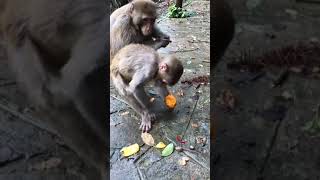 monkey funny video and ant full 🤣 comedy