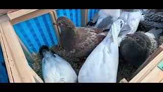 💲Targ Gołębi Pocztowych w Lier – Belgia🇧🇪. Tradycja  od ponad 100lat.🕊️Racing Pigeon Market in Lier.