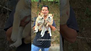 #喜欢中华田园犬请关注 #不养狗不知道养狗的乐趣 #自繁自养