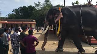 ഇങ്ങോട്ട് വാ ആനേ 🤦..kerala elephant