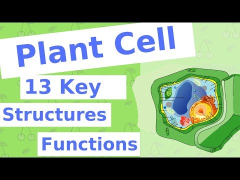 Are ribosomes in plant cells?