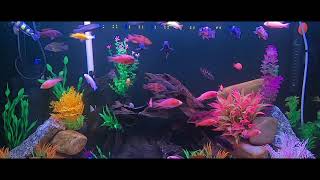 Malawi Cichlids ตู้ปลาหมอสีมาลาวี 48 นิ้ว