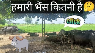 hamari bhains kitni hai ? || my buffelo 🐃