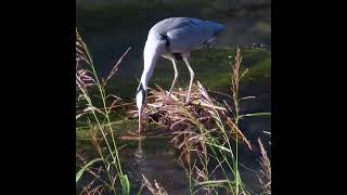 アオサギ1＆２調布地区ショート 2024 11 30 #アオサギ #野鳥 #birds #wildlife #nature #自然観察ぶらり散歩