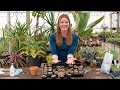 how to grow lithops the self watering living stone mcg in the greenhouse