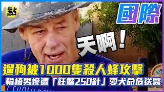 【點新聞】遛狗被1000隻殺人蜂攻擊　輪椅男慘遭「狂螫250針」愛犬命危送醫