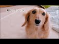 苦手なブラッシングから何度も逃げる愛犬【ミニチュアダックスフンド】