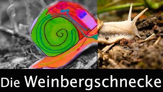 Die Weinbergschnecke - Lernen macht Spaß