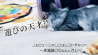 【ノルウェージャンフォレストキャット】遊びは自分で見つけるのだ　#ノルウェージャンフォレストキャット