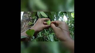 How to Pollinate Vanilla