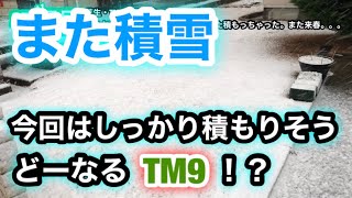 【芝生壊滅・TM9＋西洋芝】259日目　やらかした！除草剤撒く前に雪がまた積もっちゃった。また来春。。。