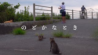 ふらっとドローンを近所の海岸に午後の5時すぎ、飛ばしに来ました。🦁After 5 pm, I came to the nearby beach to fly a drone.😹海岸のねこ。25話 🚁🛸