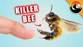 STUNG by a KILLER BEE!