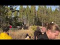 oldguydiy great gray owl by roadside yellowstone national park october 2024 grey owl perched flying