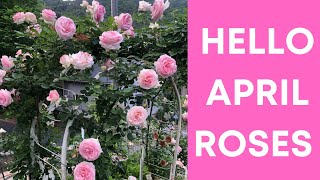 Pierre de ronsard rose  , David Austin rose, Leonard da Vinci rose  new growth in April. ４月の薔薇たちピエール