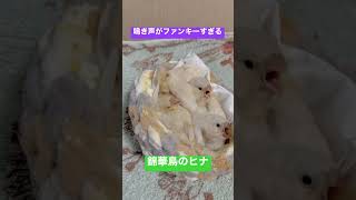 それでは聞いてください。錦華鳥ヒナの鳴き声｜キンカチョウ