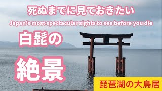 白髭神社、琵琶湖に浮かぶ大鳥居、マキノ高原のメタセコイア並木、滋賀県高島市の観光スポット、絶景スポット、パワースポット