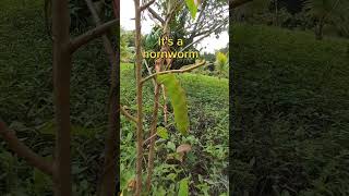 A hornworm stripped my soursop tree 🐛 #belize #nature #wildlife #wildernessexplorer