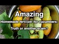 Amazing homemade fertilizer for cucumbers: truth or another scam?