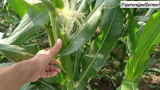 Advanta757 🌽and Bayer 9081 🌽in दोनों मक्का में से कौनसी किस्म ज्यादा बेहतर है #maize farming