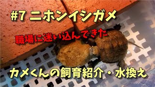 ニホンイシガメ #7 飼育紹介、水換え動画