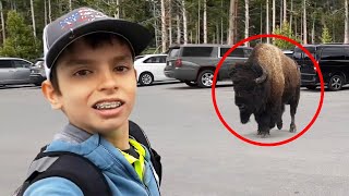8 Bison Encounters You Will Regret Watching
