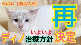 みぱねサブチャン［猫活の実］（再）ディノ再生医療・ぬしのクイズ・ディノふみふみ・ぬしの選択。