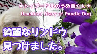 綺麗なリンドウ見つけました。★トイプードルのうめ吉くん（198日目)★| Umekichi Diary of Poodle Dog