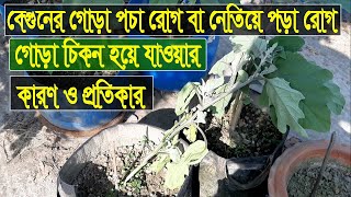 বেগুনের গোড়া পচা রোগ বা নেতিয়ে পড়া রোগ I গোড়া চিকন হয়ে যাওয়ার কারন ও প্রতিকার