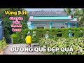 Nét Đẹp Đồng Quê | Tân Trụ Mùa Thanh Long Đầy Ruộng .