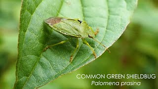 The Common Green Shield bug