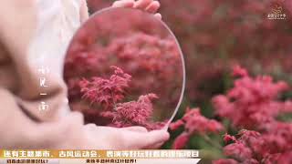 烟花三月看春枫#阳春三月春暖花开 #春天一定不能错过的美景