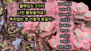 예쁜 다육이 5,000부터 ~ 수입 창 뿌리없는 창 분갈이 이렇게~ 대성다육