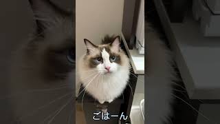 ご飯が欲しすぎて喋りだしちゃうラグドール　#ねこ #ragdoll #cat #猫のいる暮らし