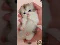 Wow very cute kitten #cat #caty #meow #cute #kitten #pets