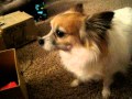 Singing Lady Gaga lyrics to my dog