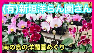 [洋蘭園めぐりパート① ]新垣洋らん園さんを訪ねる。成長点が菌にやられた胡蝶蘭を助けてもらいました。