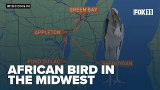 Bird native to Africa sighted in Wisconsin, USA