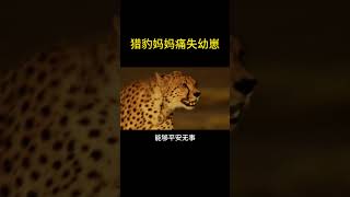 母狮杀死小猎豹