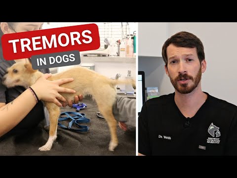 What do tremors mean in a dog?