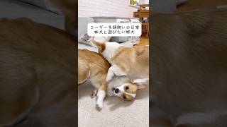 妹犬に遊んで欲しい姉犬#コーギー多頭飼い #コーギー #可愛いペット #corgi