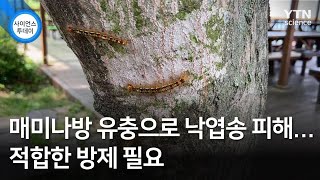 매미나방 유충으로 낙엽송 피해…적합한 방제 필요 / YTN 사이언스